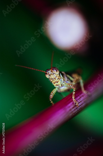 The green grasshopper sits on a leaf. The little grasshopper. Selected focus. Grasshopper in tha garden