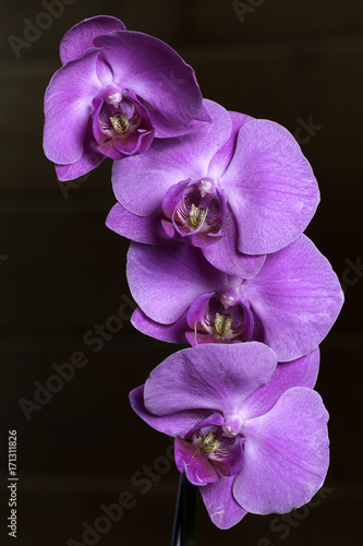 Orchid Still