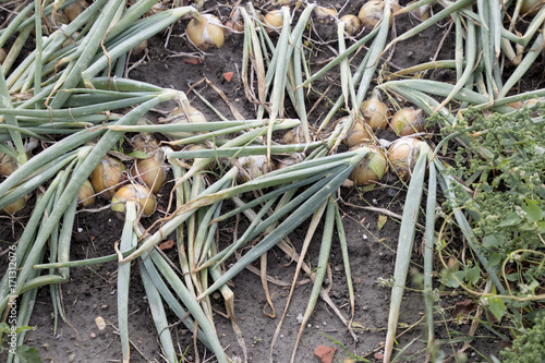 Onion field  in an agriculture landscape