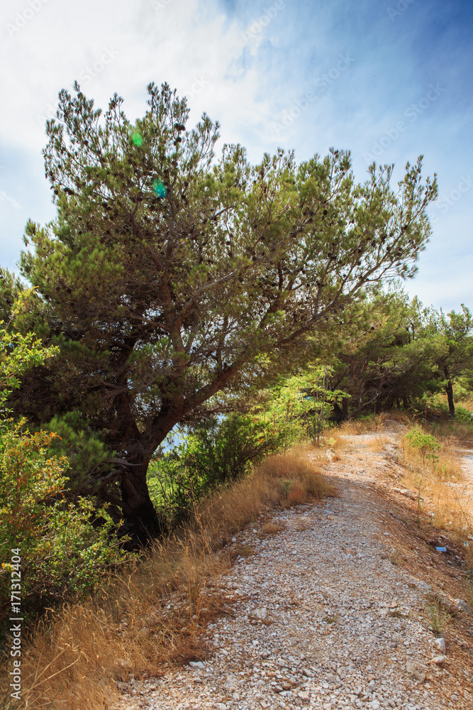 Pine tree on the mountain road Pine tree on the mountain road