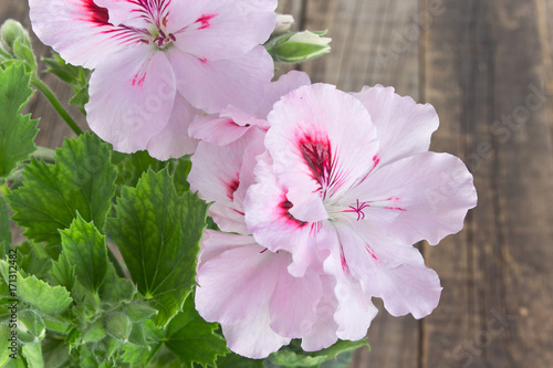 Fototapeta Naklejka Na Ścianę i Meble -  English geranium flower close up on wooden background
