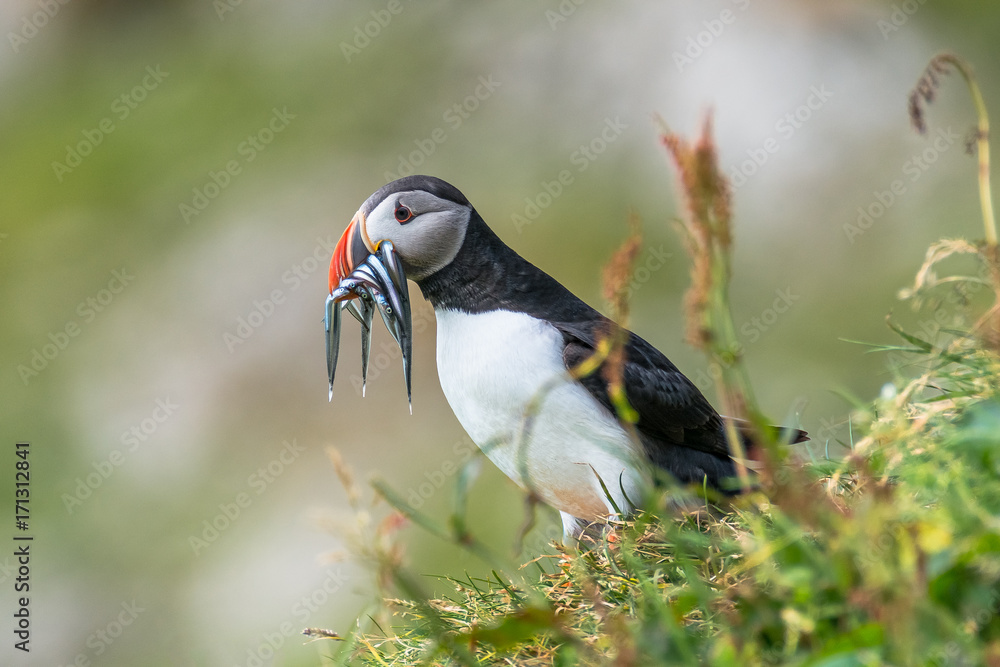 Fototapeta premium North Atlantic ocean puffins at Faroe island Mykines, late summer