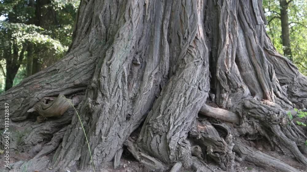 Old acacia in the city park Ivano-Frankivsk, Ukraine. The trunk and the roots. Old acacia in the city park Ivano-Frankivsk, Ukraine. The trunk and the roots.
