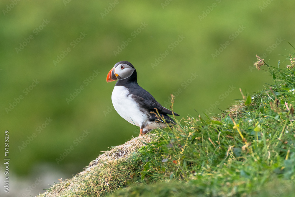 North Atlantic ocean puffins at Faroe island Mykines, late summer North Atlantic ocean puffins at Faroe island Mykines, late summer