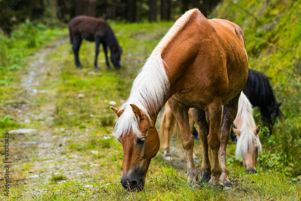 Wild horses in forest of Austria