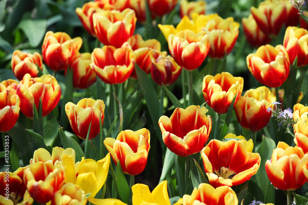 close up of colorful tulip flower as background. close up of colorful tulip flower as background.