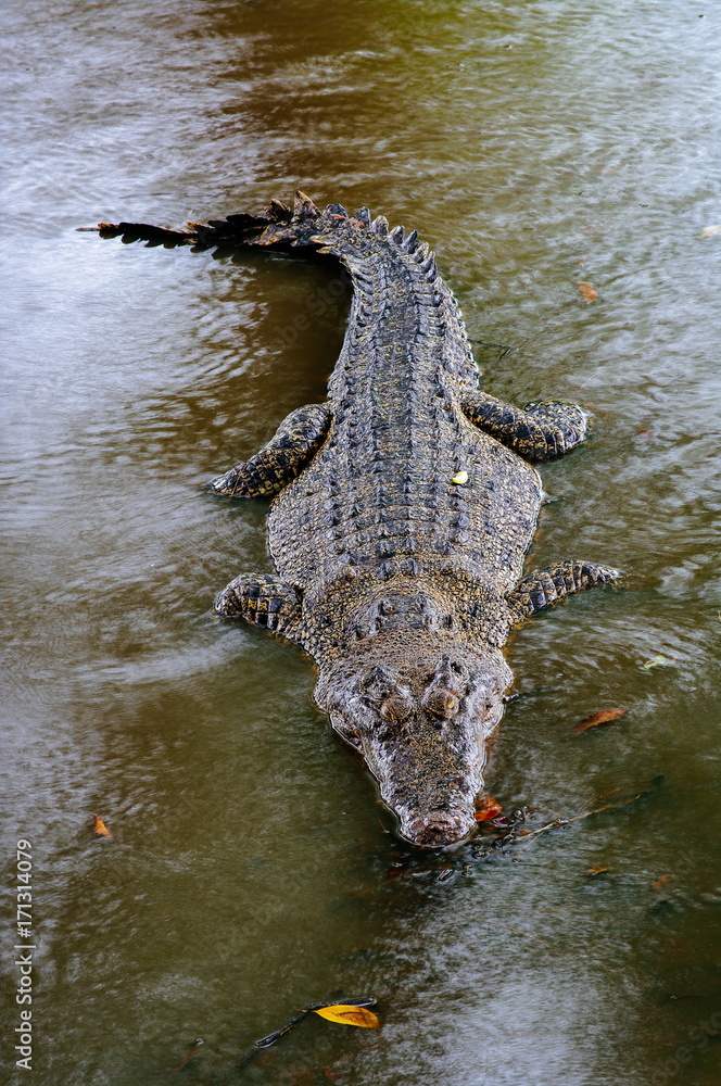 Naklejka premium Nile crocodile Crocodylus niloticus in the water, close-up detail of the crocodile with open eyes. Crocodile head close up in nature of Borneo
