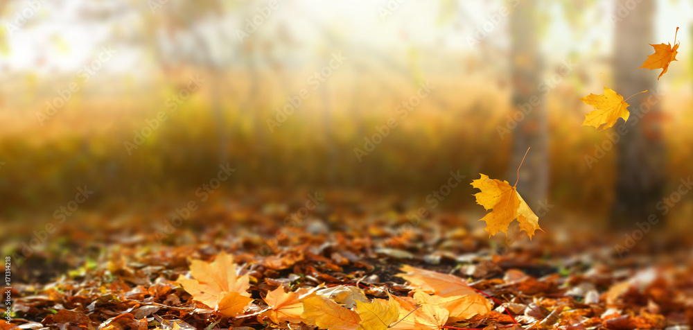 Beautiful autumn landscape with yellow trees and sun. Colorful foliage in the park. Falling leaves natural background - obrazy, fototapety, plakaty 