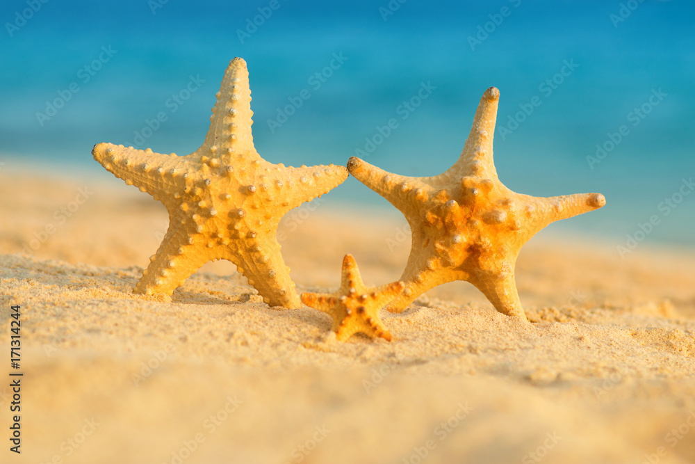 A family of sea stars rests on the sea A family of sea stars rests on the sea