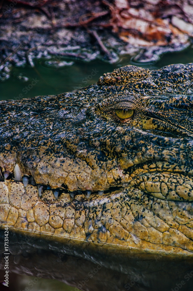 Obraz premium Nile crocodile Crocodylus niloticus, close-up detail of teeth of the crocodile with open eye. Crocodile head close up in nature of Borneo