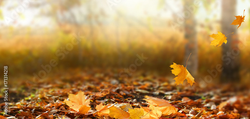 Beautiful autumn landscape with yellow trees and sun. Colorful foliage in the park. Falling leaves natural background