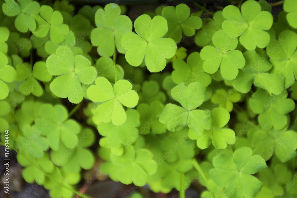 Green clover leafs for background and texture. Green clover leafs for background and texture.