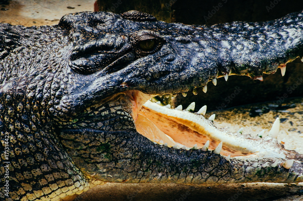 Fototapeta premium Nile crocodile Crocodylus niloticus in the water, close-up detail of the crocodile head with open mouth and eyes. Crocodile head close up in nature of Borneo