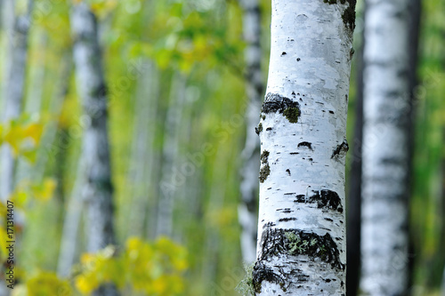 white birch trees in the autumn forest