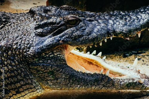 Nile crocodile Crocodylus niloticus in the water  close-up detail of the crocodile head with open mouth and eyes. Crocodile head close up in nature of Borneo