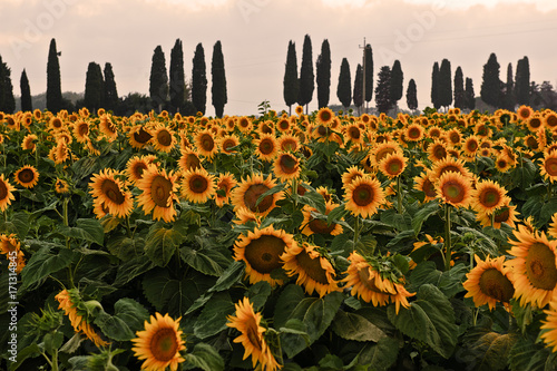Sunflowers