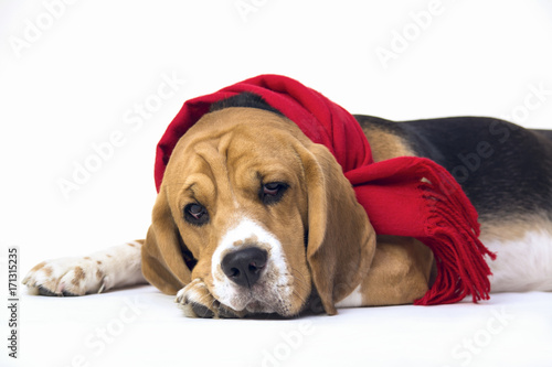 dog beagle in scarf on white background