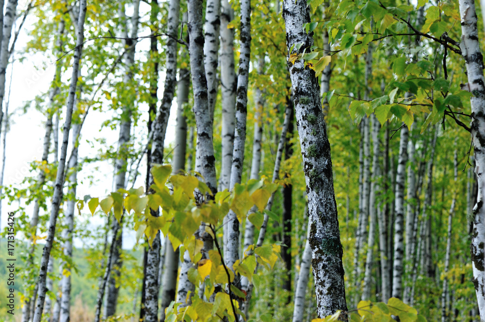Fototapeta premium white birch trees in the autumn forest