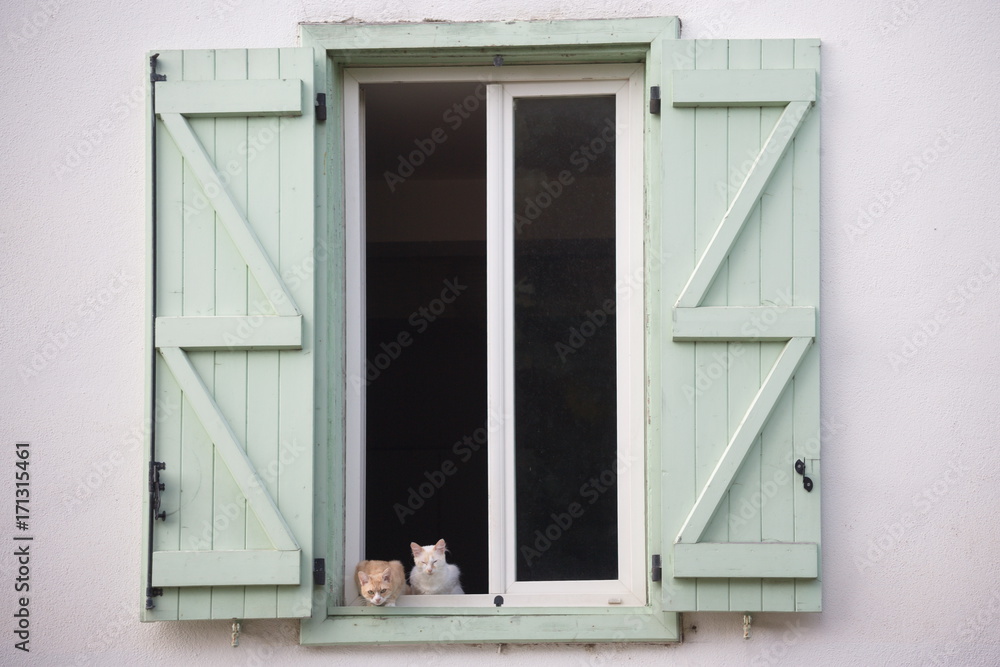 Fototapeta premium gatti alla finestra