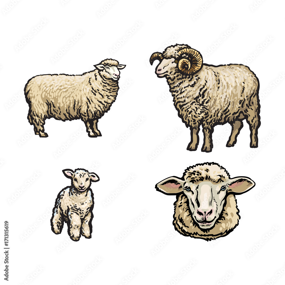 vector sketch cartoon style sheep, horned ram lamb and sheep head set.  Isolated illustration on a white background. Hand drawn animal without  horns. Cattle, farm cloven-hoofed livestock animal Stock Vector | Adobe