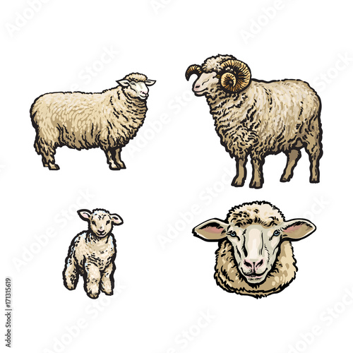 vector sketch cartoon style sheep, horned ram lamb and sheep head set. Isolated illustration on a white background. Hand drawn animal without horns. Cattle, farm cloven-hoofed livestock animal