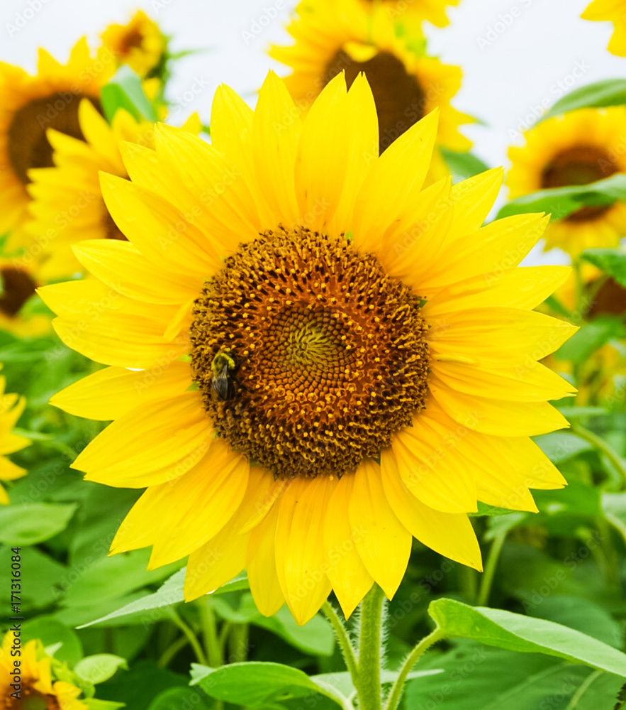 A Golden Yellow Sunflower blooming with a Honey Bee A Golden Yellow Sunflower blooming with a Honey Bee