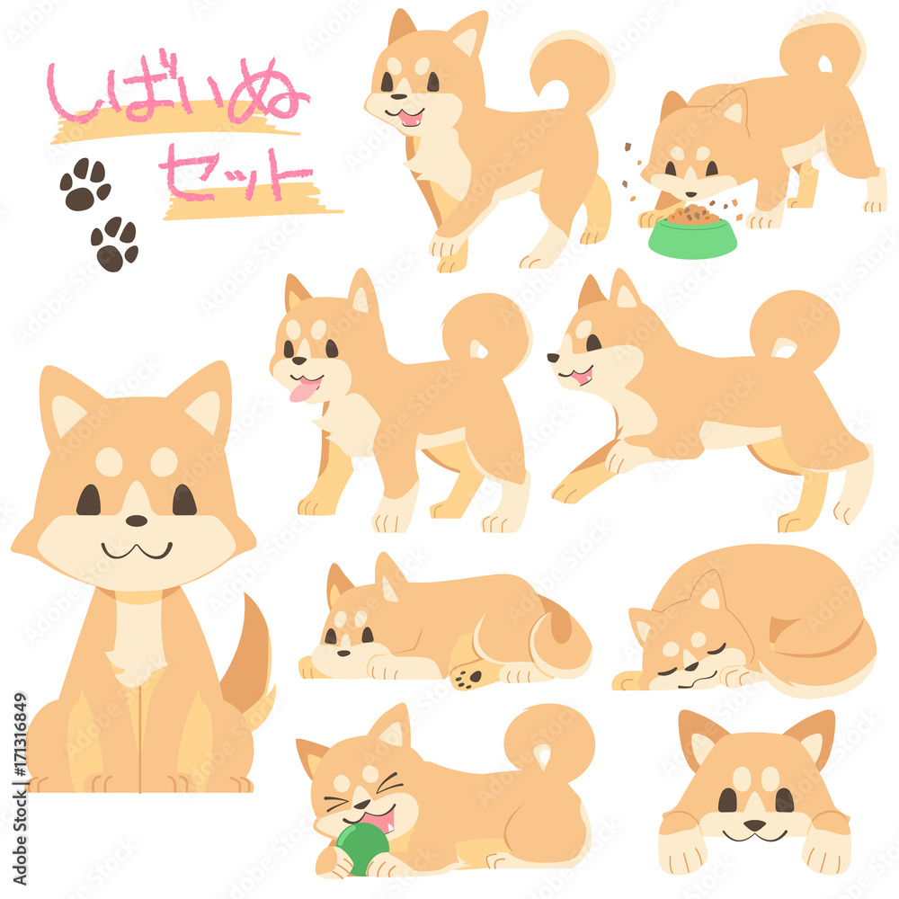 Fototapeta premium 柴犬セット