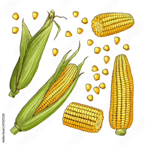 Vector farm illustrations. Different sides of corn