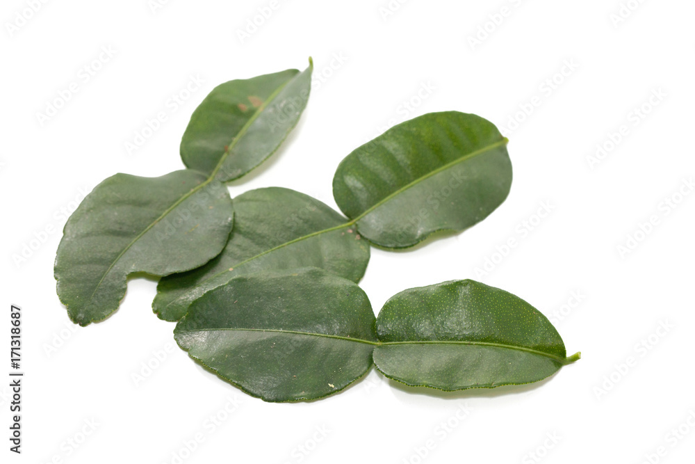 Kaffir Lime Leaves isolated on white background