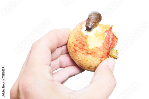 Hand holding apple with crawling slug. Isolated on white background