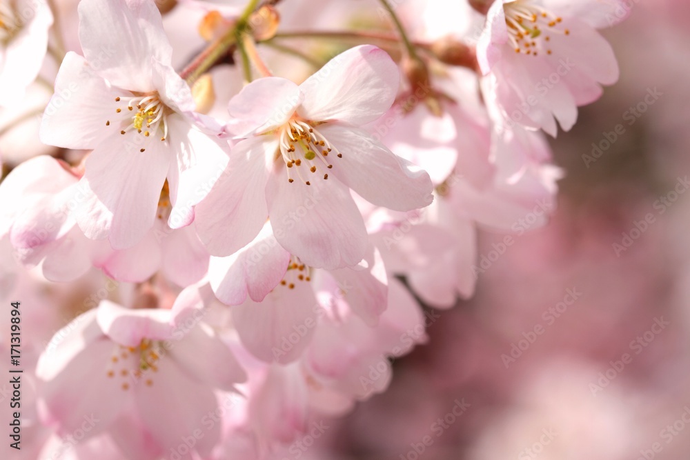 桜（ジンダイアケボノ）