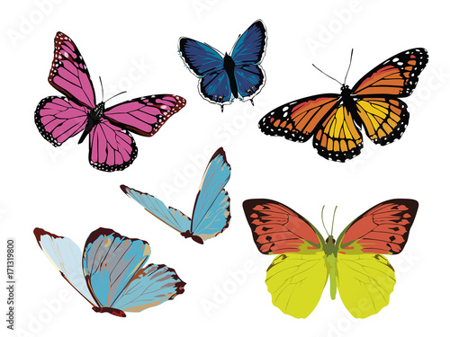 set of color bright butterflies