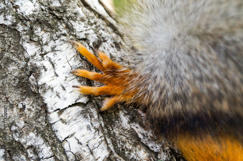 Red paw of forest squirrel