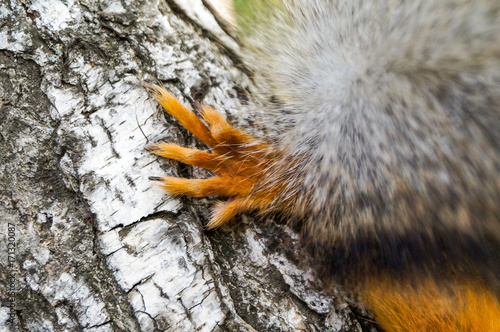 Red paw of forest squirrel