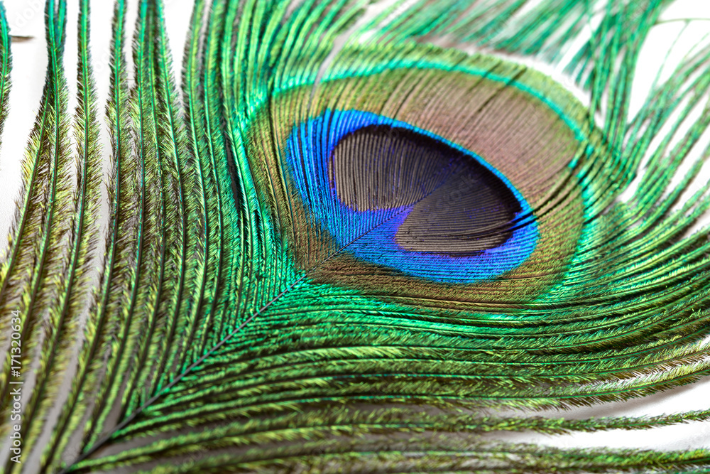 Obraz premium colorful feathered tail of a male peacock close up