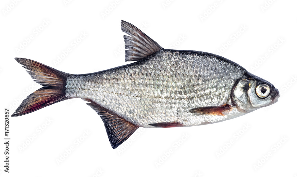Fish isolated bream Fish isolated bream