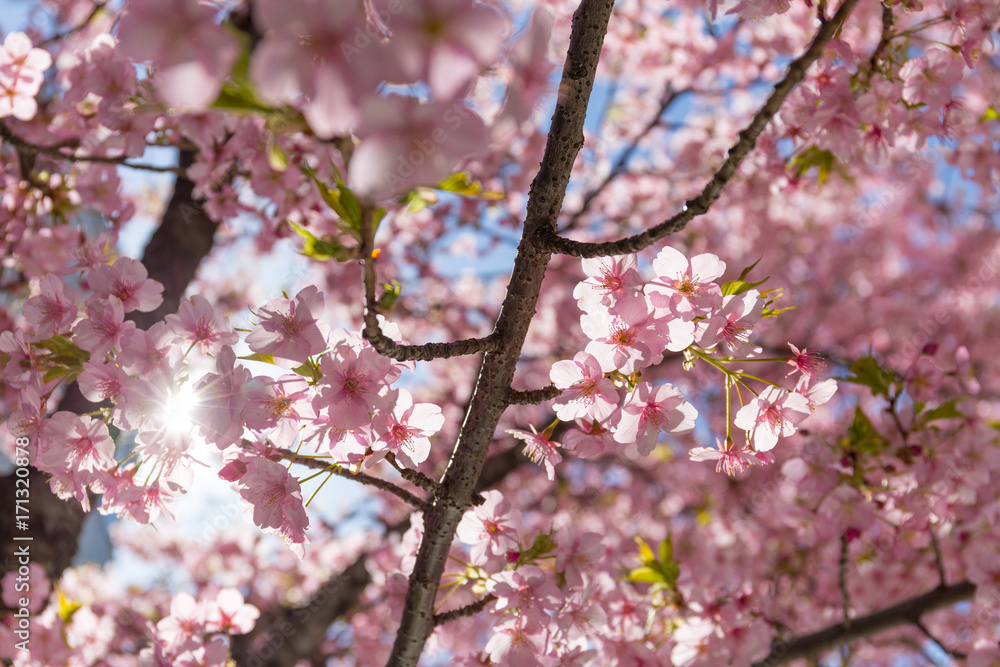 sunlight ray through pink Sakura tree blossom branches and blue sky background sunlight ray through pink Sakura tree blossom branches and blue sky background