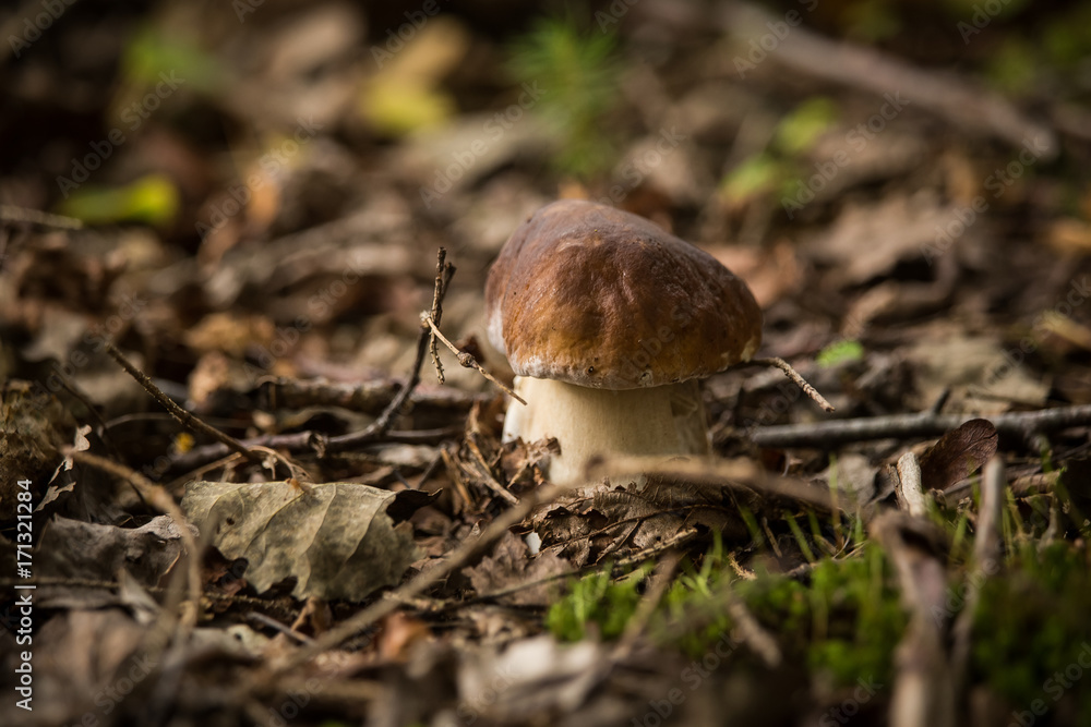 A beautiful mushrooms growing in an autumn forest. A beautiful mushrooms growing in an autumn forest.