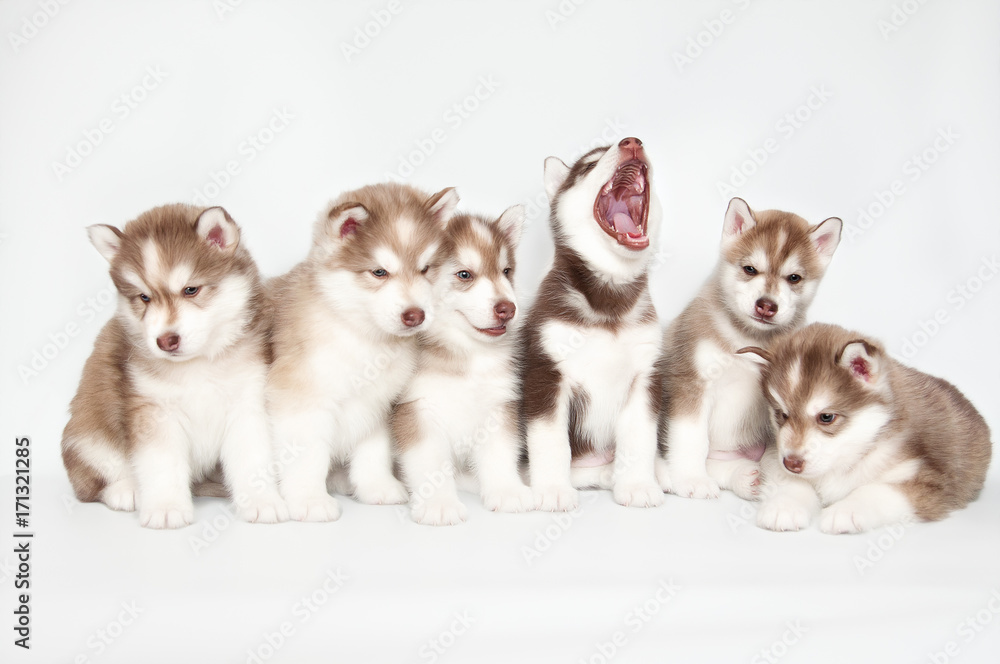Obraz premium Six husky puppies