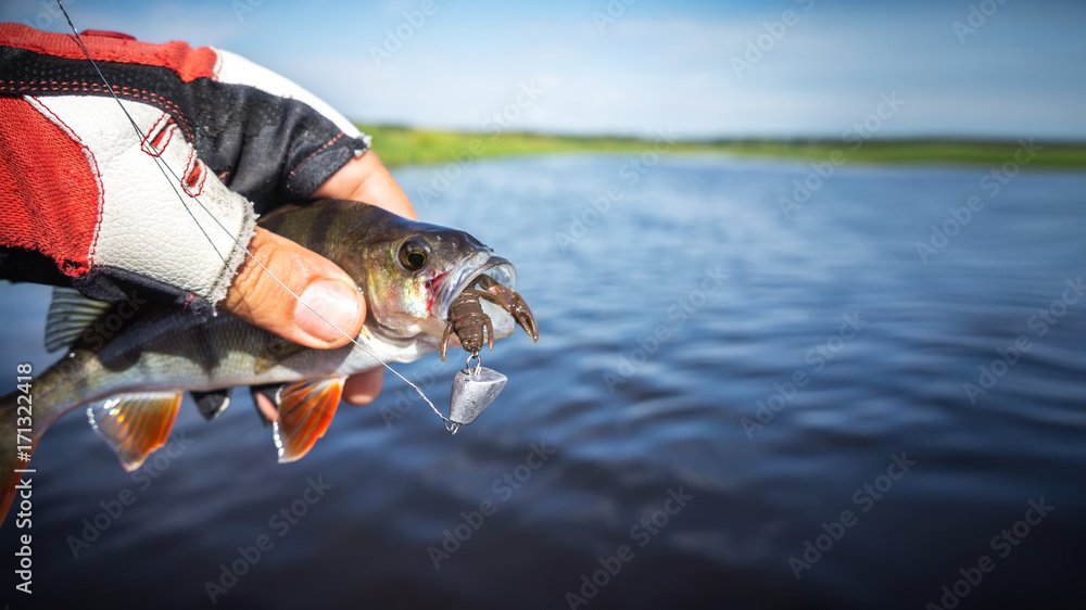 Catch perch on a spinning Catch perch on a spinning