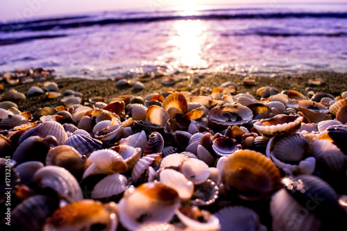 Seashells in the sea, morning time 
