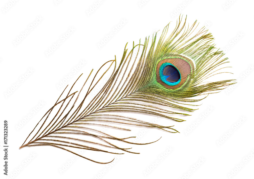 Fototapeta premium colorful feathered tail of a male peacock