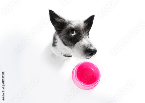 hungry dog with food bowl © Javier brosch