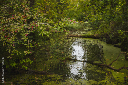 Creek in the wetland at Bean Blossom Bottoms wetland preserve in Southern, Indiana. © StockVizions