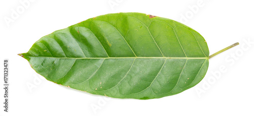Ficus glaberrima leaf on a white background photo