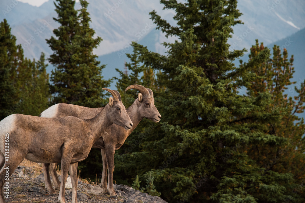 Bighorn Sheep in Banff National Park - Canada Bighorn Sheep in Banff National Park - Canada