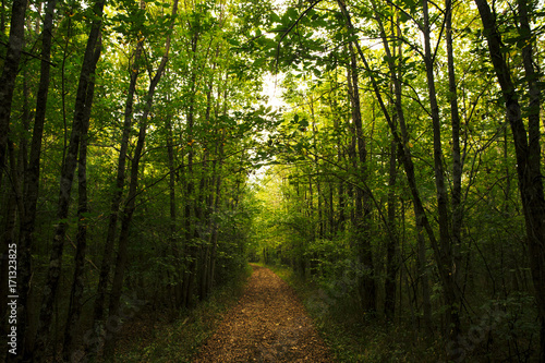 Road through a lowland hardwood forest in Southern, Indiana.