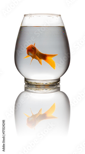 red Koi carp looking at camera in a glass tank on white with clipping path