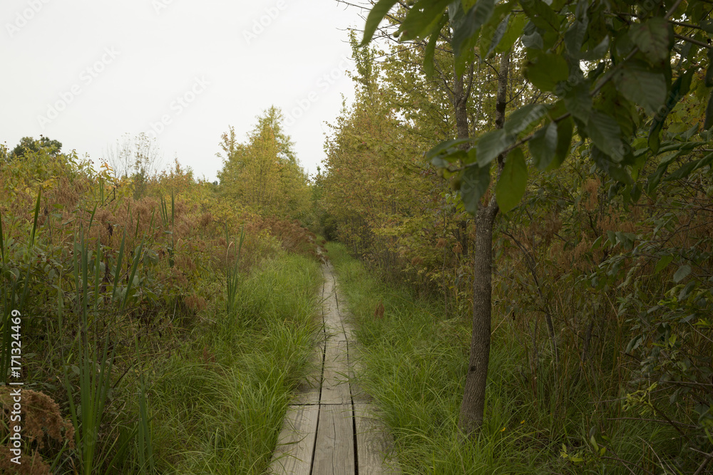 Wooden trail through the wetland at Bean Blossom Bottoms wetland preserve in Southern, Indiana.