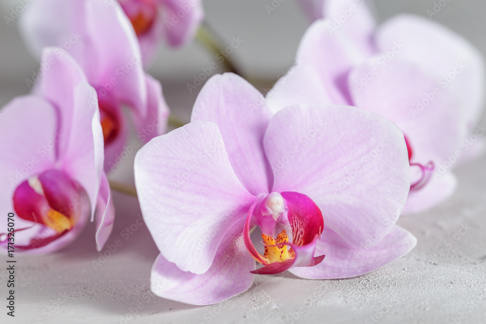 Pink orchid flower over grey concrete background Pink orchid flower over grey concrete background